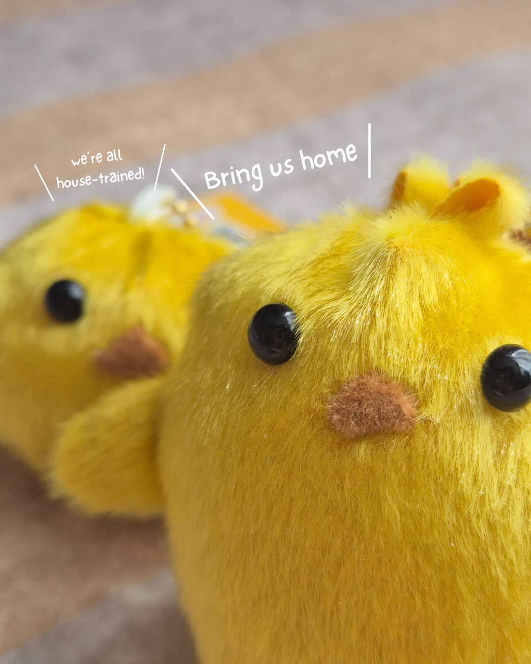 Handmade Chickie Adoption Centre