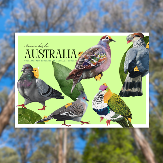 Australia Birds Postcard (Pigeons)