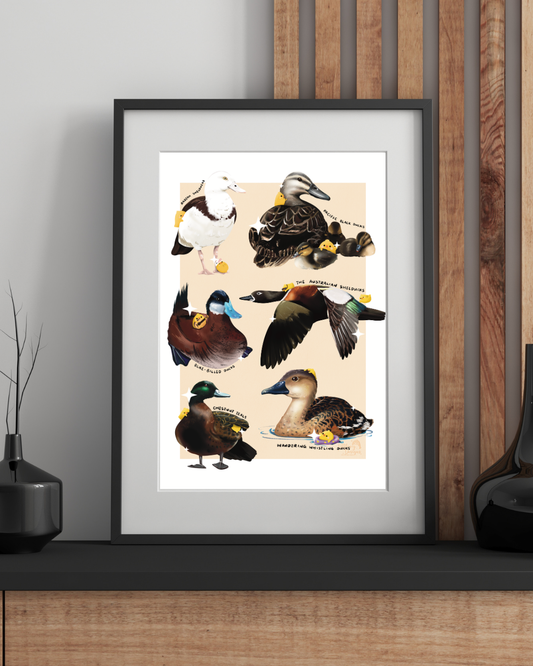 Australian Birds (Ducks) Art Print