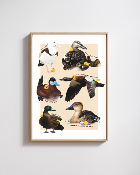 Australian Birds (Ducks) Art Print